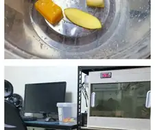 사라져 버린 도마뱀