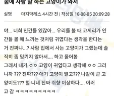 꿈에 사람말 하는 고양이가 와서