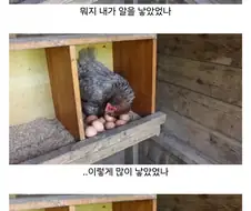 마트에서 사온 유정란을 닭에게 줘보았다.jpg
