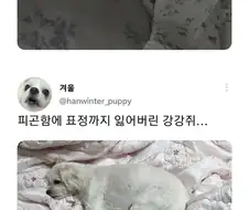명절 후 댕댕이들 모습ㅋㅋㅋ