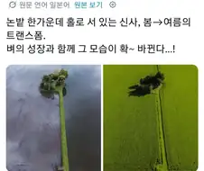 논밭 한가운데 지은 일본의 신사.jpg