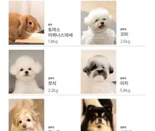 반려동물 옷 쇼핑몰의 모델 소개