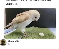 수컷인 줄 알았는데 암컷이였다.