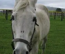 [말딸] 원본마와 말딸 5