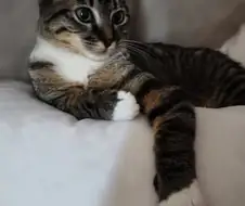 "고양이 입양했는데 이거 맞음?"