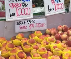 복숭아를 절대 만지면 안되는 이유