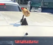 애착 라바