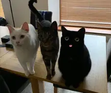 혼자 그림체가 다른 고양이