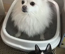 강아지 : 집사야....? 집사야??????