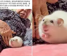사람이 적당히 음모 꾸미는게 좋더라