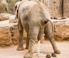 50프로 확률로 싸버리는 짤