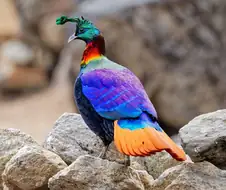 무지개처럼 빛나는 실제 존재하는 9색조