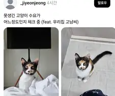 복면 쓴 고양이.jpg