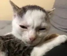 너무 안쓰럽게 생긴 새끼고양이