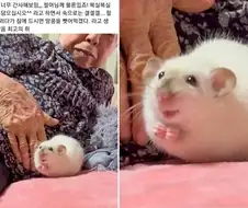 사람이 적당히 음모 꾸미는게 좋더라