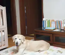 개임 추천 해줘.