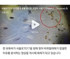 서울 벌레 사건 내막