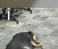 델리에서 열린 ＇가장 뚱뚱한 개＇를 뽑는 대회