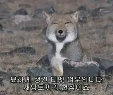 티벳여우.jpg