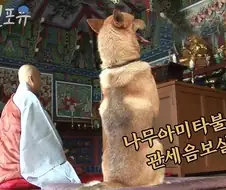 절에 사는 강아지들 엄청 행복할것 같음