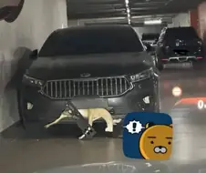 분노의 질주 고라니 에디션