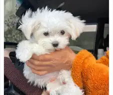 화물차 기사님이 데려온 강아지