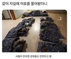 댕댕이 유치원 선생님이 자는 이유