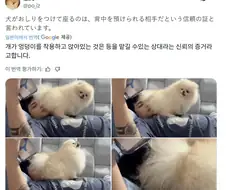 개들이 주인을 신뢰한다는 증거.jpg