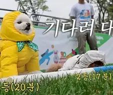 랜덤 동물짤.jpg