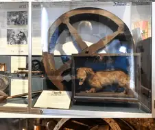 인간을 위해 일하다 멸종된 개