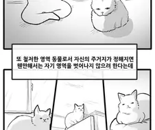 산책 가고 싶은 고양이 manhwa