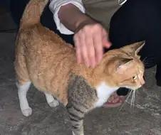 팔에 이레즈미 문신한 고양이.jpeg