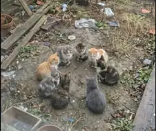 정모에 나온 고양이