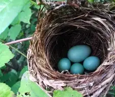 자연의 섭리를 깨뜨린 것이다 vs 인지상정이다.jpg