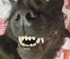 새로 발견된 동물