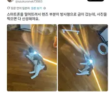 고양이는 프리즘이다