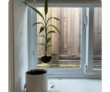 블라인드 열다 교수형 당한 화분.jpg