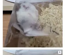 의외로 햄스터 키우면 가능한거