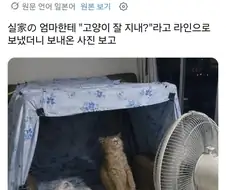 무더위에 고양이 걱정되서 엄마한테 물어봤더니