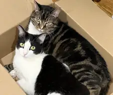 상자 안에 고양이 두마리
