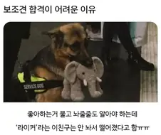 보조견 합격이 어려운 이유.jpg
