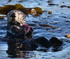 해달이 성게를 많이 먹으면 생기는 일.jpg