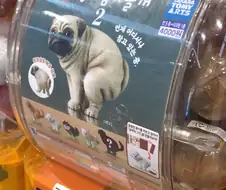 니들 똥싸는 강아지 피규어 본적있냐?