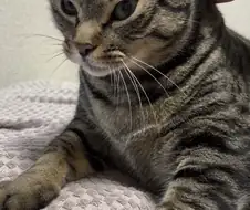 토깽이