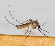 요새 한창 물 오른 년