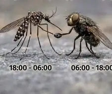 지금 막 ＇여름 협정＇이 체결되었다고 한다.