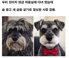 방금 미용실에 다녀온 강아지