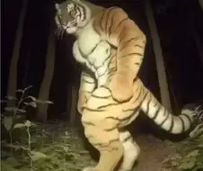 야간에 우연찮게 촬영된 백두산 호랑이.jpg