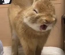 개꼴리는 토끼 사진