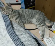 사냥감을 바라보는 야생의 늑대